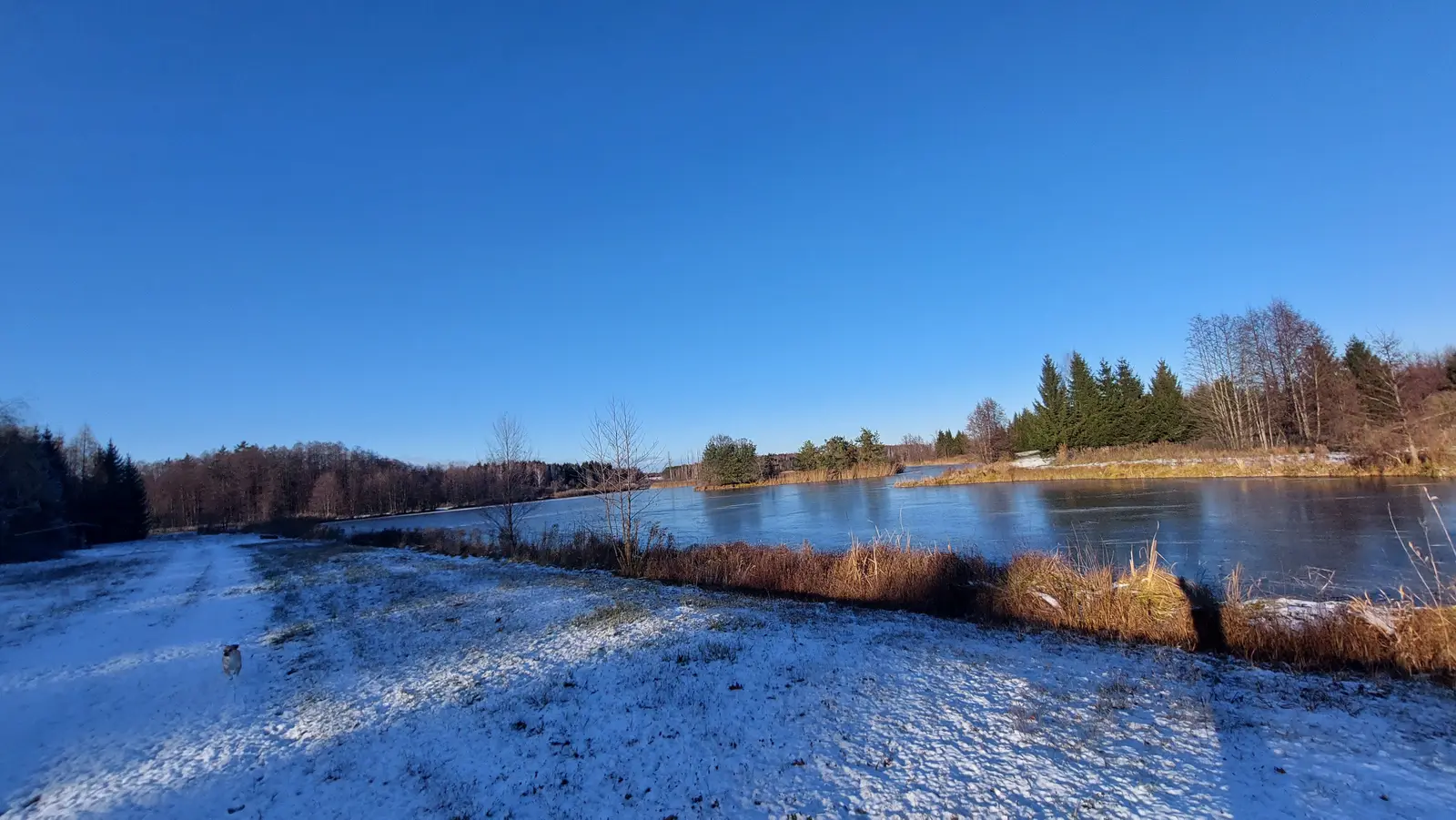 Zdjęcie wykonane w orientacji poziomej ukazuje malowniczy, zimowy krajobraz z zamarzniętym stawem w roli głównej. Pierwszy plan zajmuje ośnieżona łąka, po której w lewej dolnej części kadru spaceruje mały pies, rzucający wyraźny cień na podłoże. W centralnej części kompozycji znajduje się tafla jeziora częściowo pokryta lodem, otoczona wyschniętymi trawami i trzcinami o brązowym zabarwieniu. Horyzont dominuje las iglasty i liściasty, który na tle bezchmurnego, intensywnie niebieskiego nieba tworzy spokojną i surową atmosferę. Całość kadru cechuje szeroka perspektywa, podkreślająca otwartość terenu oraz chłodne, słoneczne światło późnego popołudnia.