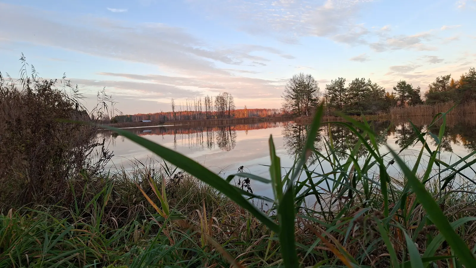 Zdjęcie o poziomym formacie przedstawia spokojny krajobraz jeziora w świetle zachodzącego słońca, z wyraźnym podziałem na pierwszy plan oraz tło. Na pierwszym planie widać ostro zarysowane, wysokie źdźbła traw i roślinności wodnej, które znajdują się tuż przed obiektywem. Środkowy plan zajmuje gładka tafla wody, w której odbijają się brzegowe drzewa oraz pastelowe barwy nieba, tworząc harmonijną kompozycję. W oddali widoczna jest linia brzegowa porośnięta lasem, zabarwionym złotymi promieniami słońca wpadającymi w odcienie jesiennej pomarańczy i brązu. Całość utrzymana jest w stonowanej, wieczornej palecie barw, gdzie delikatny błękit nieba przechodzi w ciepłe tony na horyzoncie. Przestronny krajobraz podkreśla naturalny spokój miejsca, a pozioma orientacja zdjęcia buduje wrażenie szerokiej perspektywy natury.